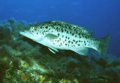 Island grouper (Mycteroperca fusca)