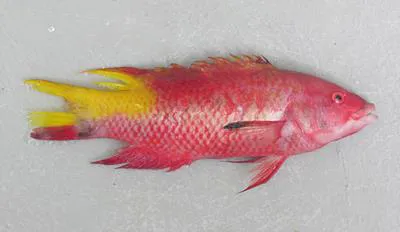 Island hogfish (Bodianus insularis)