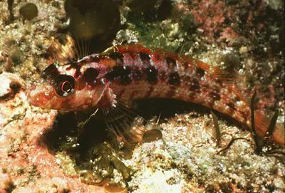 Island kelpfish (Alloclinus holderi)