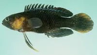 Island longfin (Plesiops insularis)