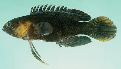 Island longfin (Plesiops insularis)