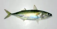 Island mackerel (Rastrelliger faughni)