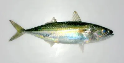 Island mackerel (Rastrelliger faughni)
