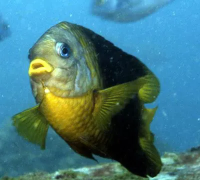 Island major (Stegastes arcifrons)