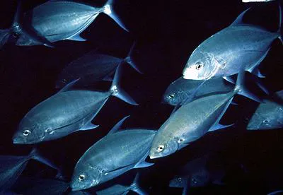Island trevally (Carangoides orthogrammus)