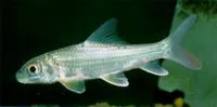 Isok barb (Probarbus jullieni)