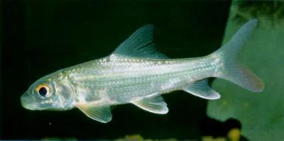 Isok barb (Probarbus jullieni)