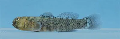 Isthmian goby (Gobiosoma spilotum)