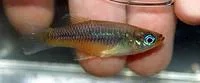 Isthmian priapella (Priapella intermedia)
