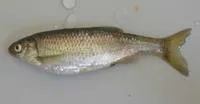 Italian bleak (Alburnus albidus)