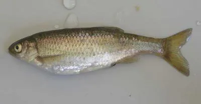 Italian bleak (Alburnus albidus)