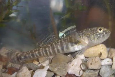 Italian spring goby (Knipowitschia punctatissima)