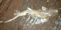 Izak catshark (Holohalaelurus regani)