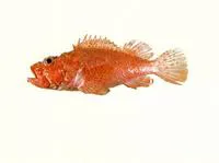 Izu scorpionfish (Scorpaena izensis)