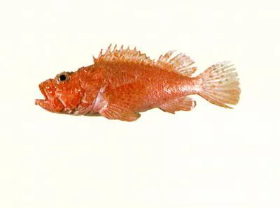 Izu scorpionfish (Scorpaena izensis)