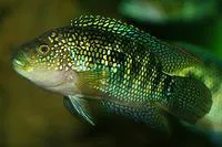 Jack Dempsey (Rocio octofasciata)