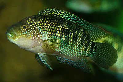 Jack Dempsey (Rocio octofasciata)
