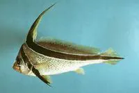 Jack-knifefish (Equetus lanceolatus)
