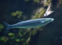 Jack silverside (Atherinopsis californiensis)