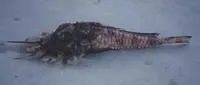 Jaggedhead gurnard (Gargariscus prionocephalus)