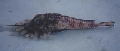 Jaggedhead gurnard (Gargariscus prionocephalus)