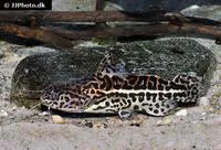Jaguar catfish (Liosomadoras oncinus)