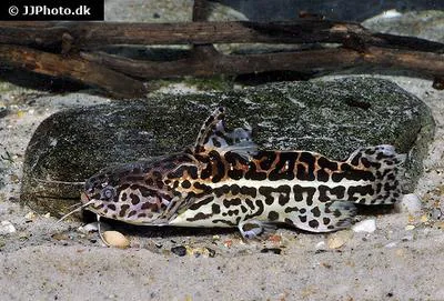 Jaguar catfish (Liosomadoras oncinus)