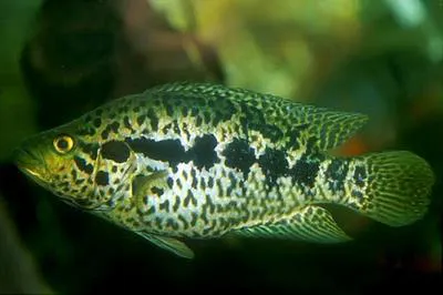 Jaguar guapote (Parachromis managuensis)