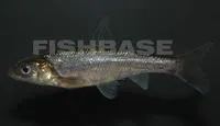 Jalisco chub (Yuriria alta)