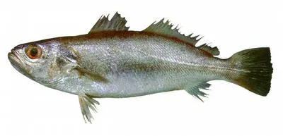 Jamaica weakfish (Cynoscion jamaicensis)