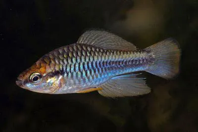 Jamaican killifish (Cubanichthys pengelleyi)