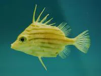 Jambeau (Parahollardia lineata)