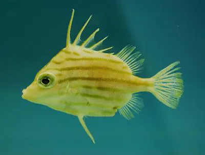 Jambeau (Parahollardia lineata)
