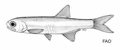 James's anchovy (Anchoviella jamesi)