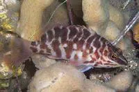 Jameson's seaperch (Hypoplectrodes jamesoni)