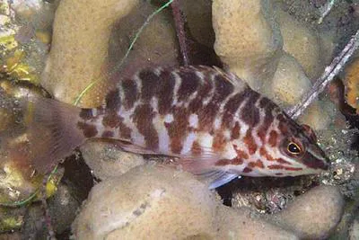 Jameson's seaperch (Hypoplectrodes jamesoni)