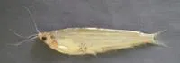 Jamuna ailia (Ailiichthys punctata)