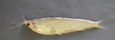 Jamuna ailia (Ailiichthys punctata)