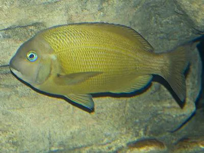 Janbruin (Gymnocrotaphus curvidens)