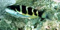 Jansen's wrasse (Thalassoma jansenii)