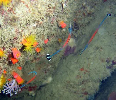 Janss' pipefish (Doryrhamphus janssi)