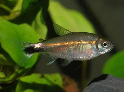 January tetra (Hemigrammus hyanuary)