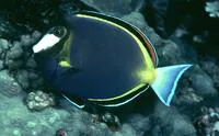 Japan surgeonfish (Acanthurus japonicus)