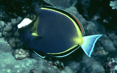 Japan surgeonfish (Acanthurus japonicus)