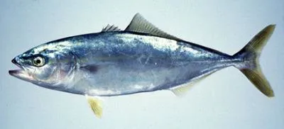 Japanese amberjack (Seriola quinqueradiata)