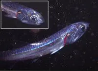 Japanese anchovy (Engraulis japonicus)
