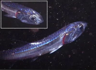 Japanese anchovy (Engraulis japonicus)