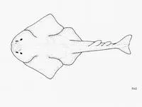 Japanese angelshark (Squatina japonica)