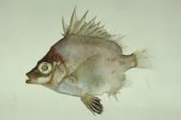 Japanese armorhead (Pentaceros japonicus)