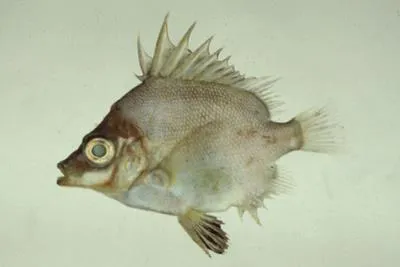 Japanese armorhead (Pentaceros japonicus)